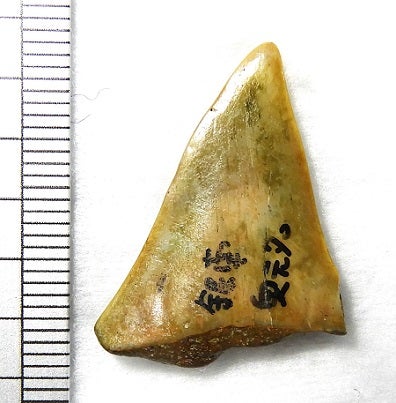 千畑層 ホホジロザメ属のハスタリスの歯化石 | kulif 化石 富貴蘭 石斛