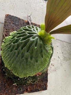 マダガスカリエンセ (P. madagascariense) | calmplantsのビカクシダブログ