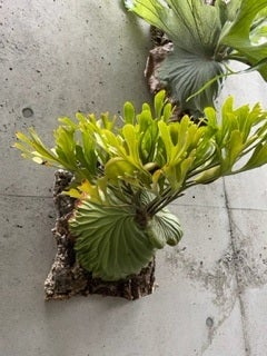 ビカクシダ リドレイ（リドレー）P. ridleyi | calmplantsのビカクシダ