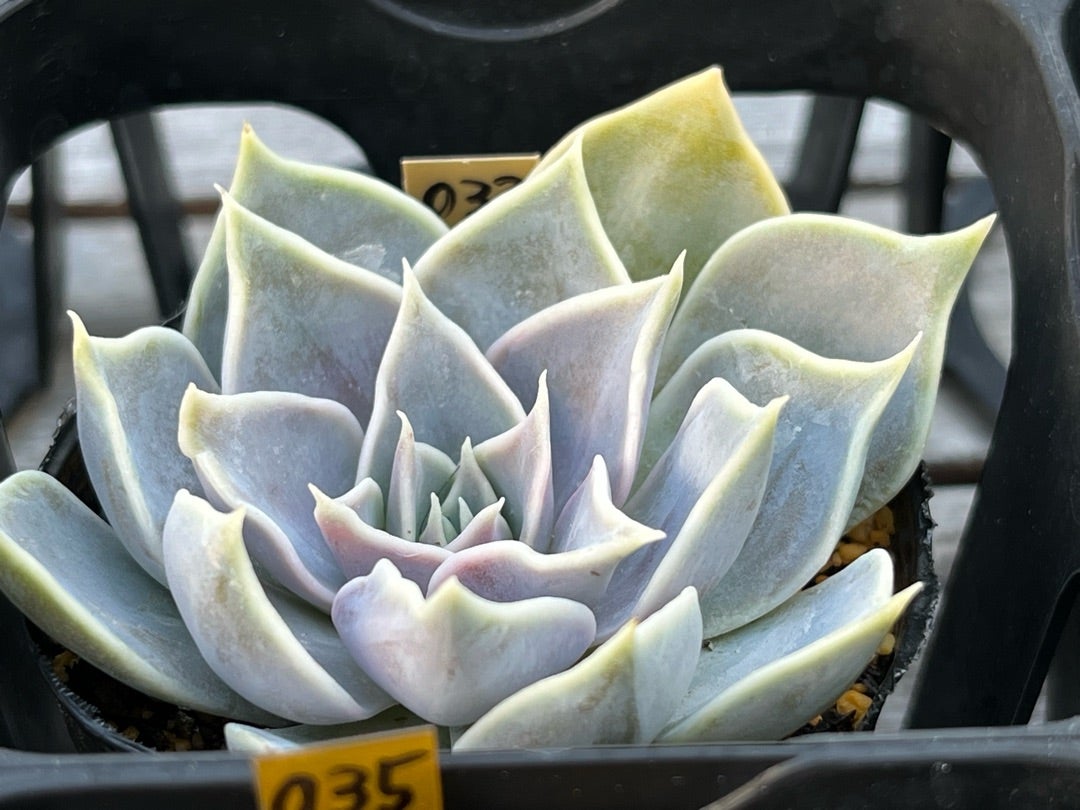 033【藤紫】おらいさん苗 ミックスベリア 成長記録 多肉植物 | みどり