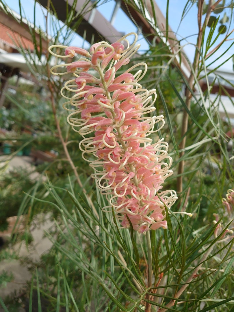 グレビレア ピンクサプライズを植えました | パライゾのガーデン日記