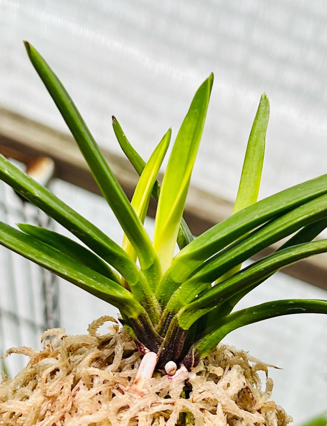 富貴蘭【亀谷金牡丹】 | 富貴蘭を楽しんでブログ