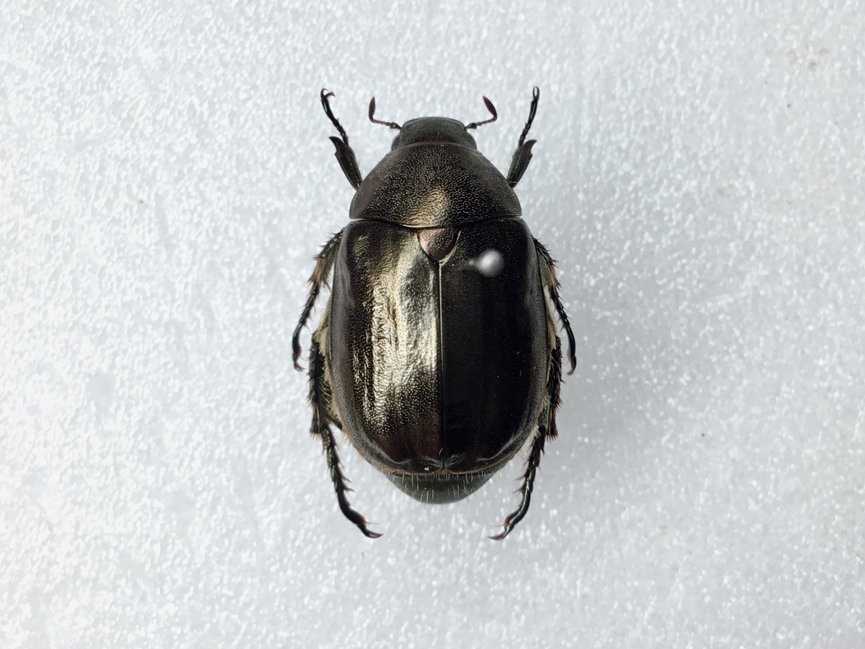 令和5年 コガネムシの標本①】5月・6月採集 | テントモソの虫ブログ