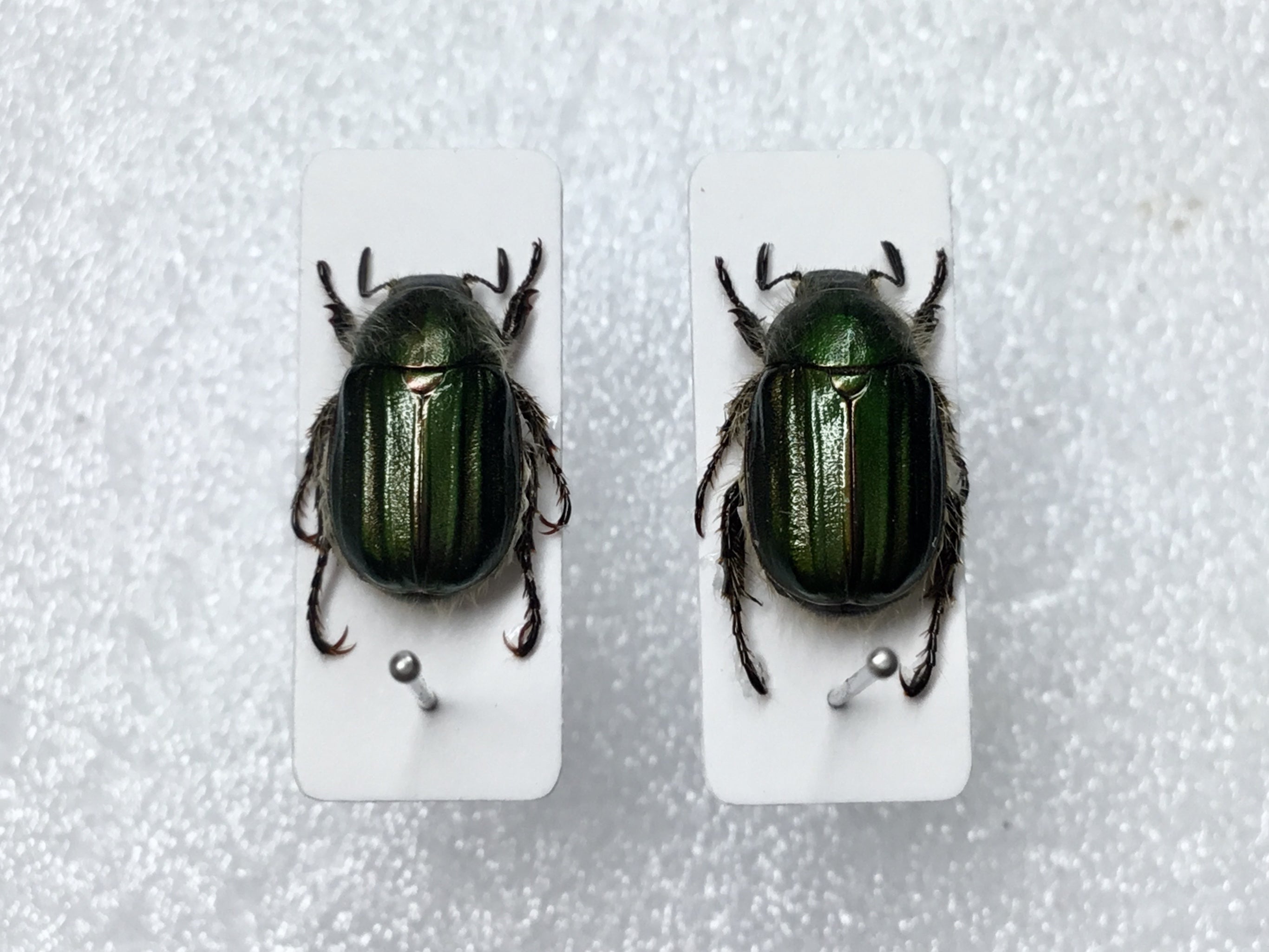 令和5年 コガネムシの標本①】5月・6月採集 | テントモソの虫ブログ