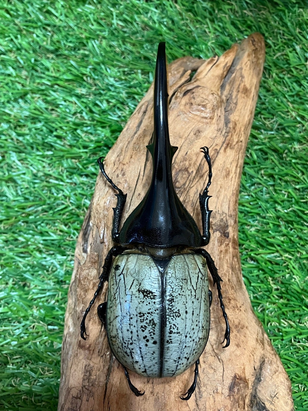 標本】 ヘラクレスリッキー 本物の野外品150㎜ 標本】 ヘラクレス