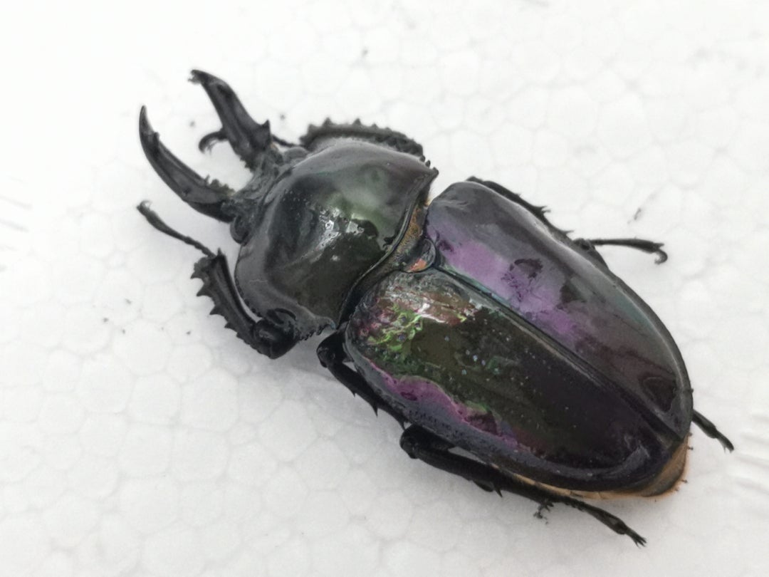 441 【 雌雄モザイク個体は、祖父似だった 】うん、似てる。ニジイロ