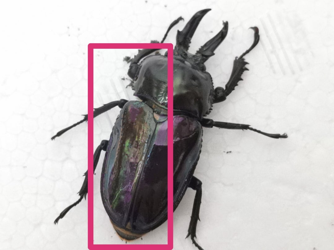 441 【 雌雄モザイク個体は、祖父似だった 】うん、似てる。ニジイロ