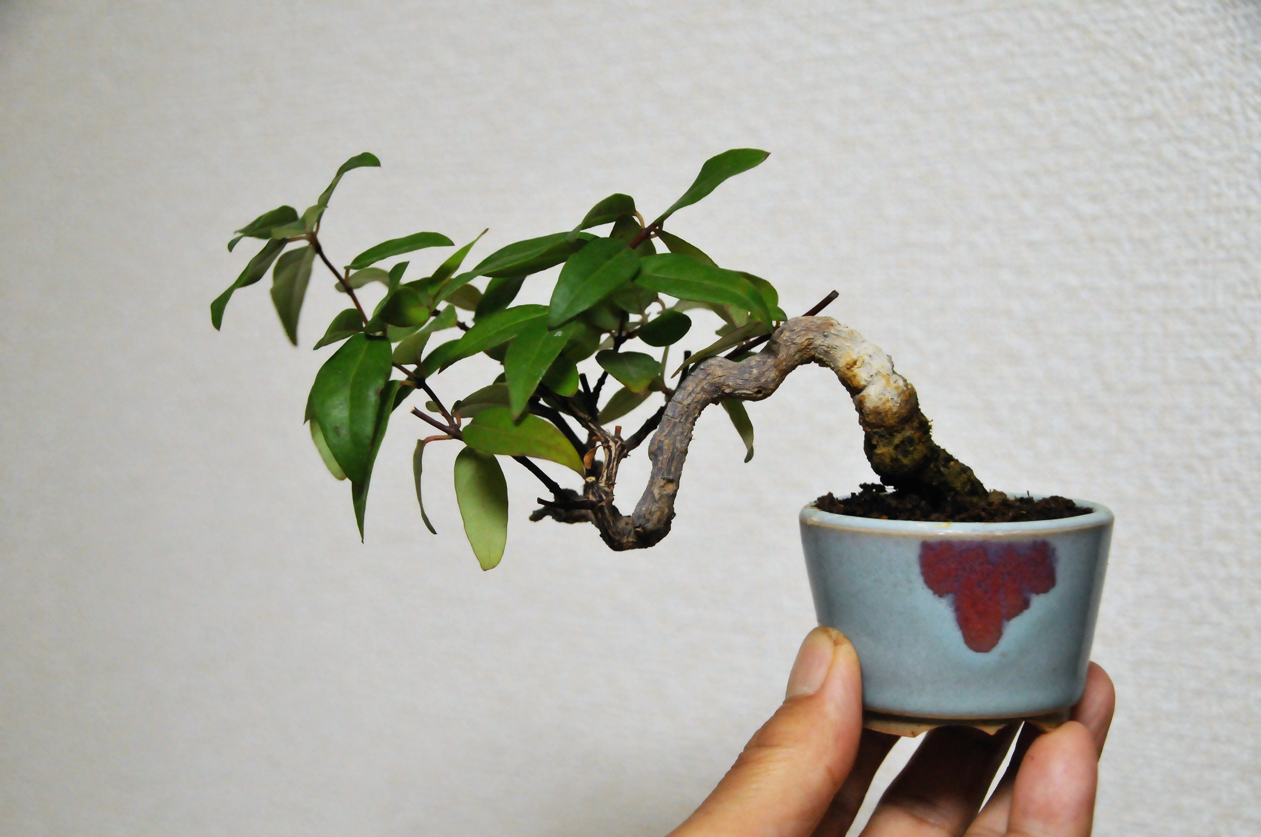 カロライナジャスミン、菜園で育てた成果 | おーちゃんの盆栽と菜園