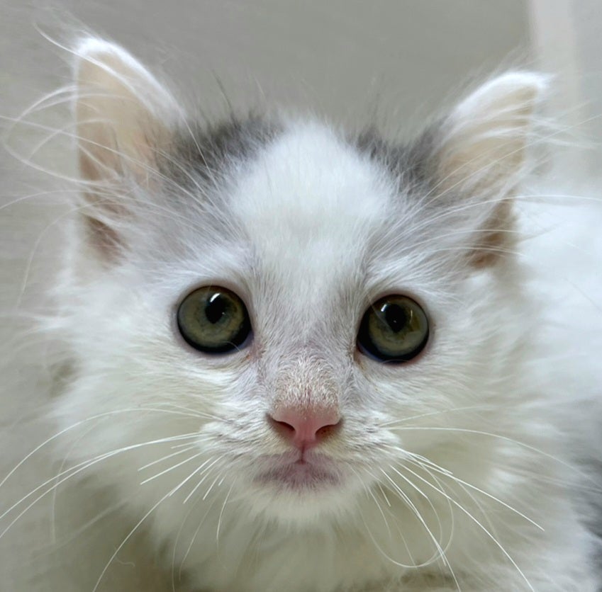 わんちゃん、ねこちゃん入舎しました!! Part① | かねだい八千代店の