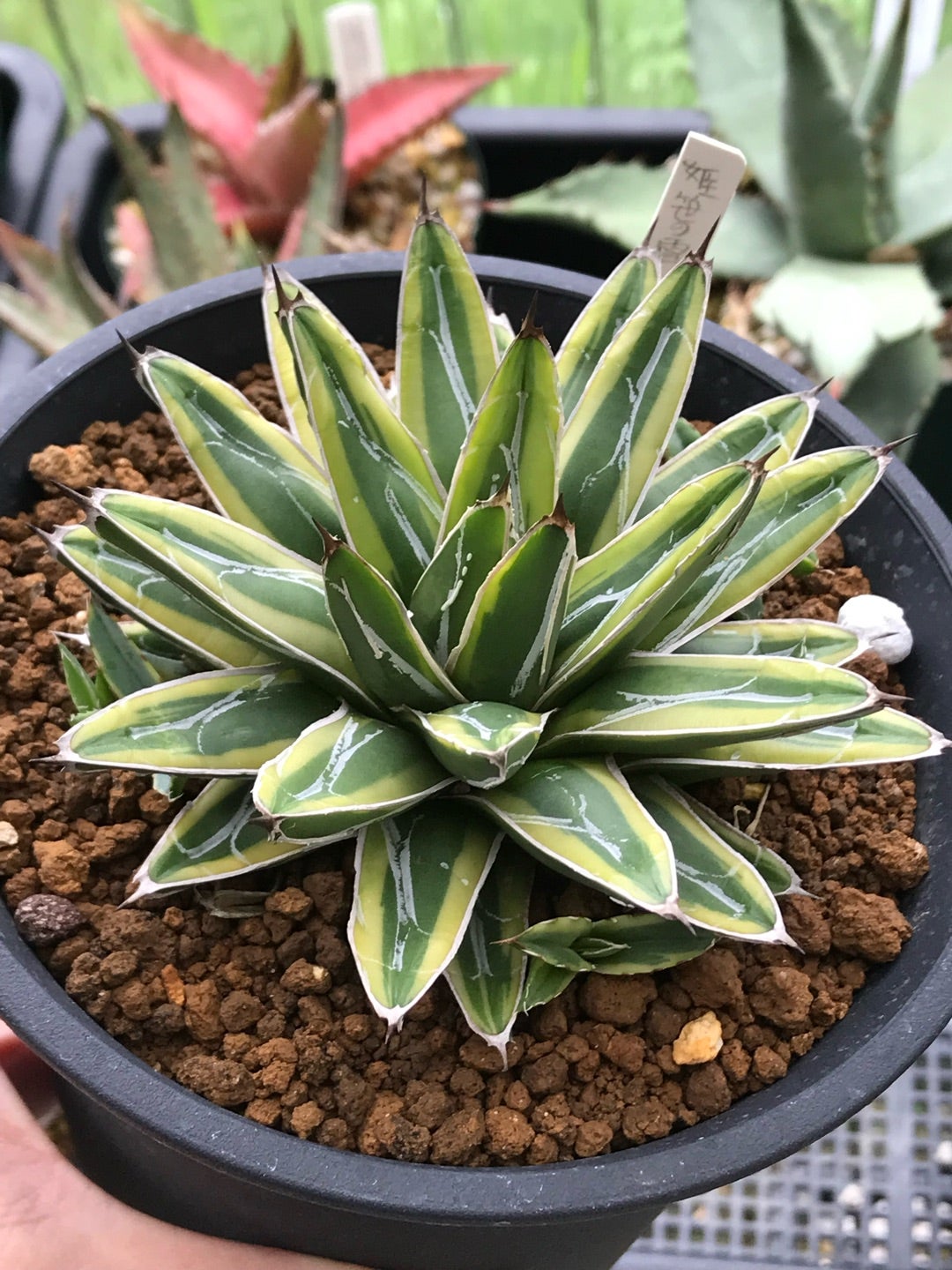 アガベ 笹の雪シリーズ | つべるふブログ 多肉生活 2021〜