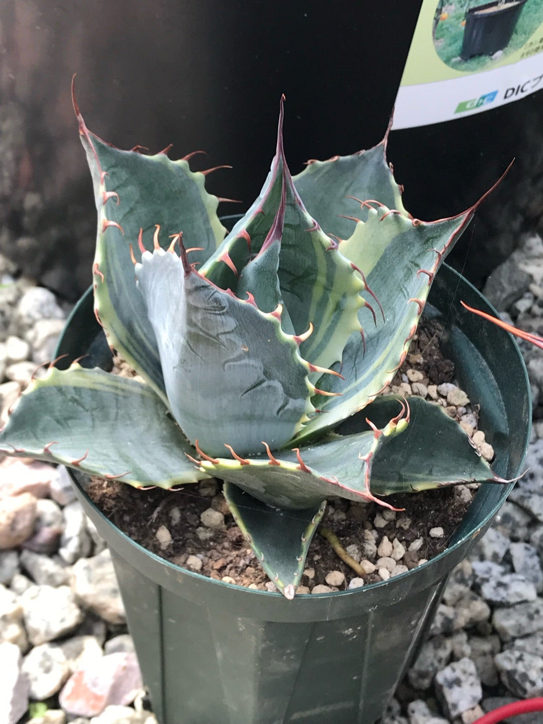 専用 フェロックス 斑入り パリー トランカータ オバティフォリア