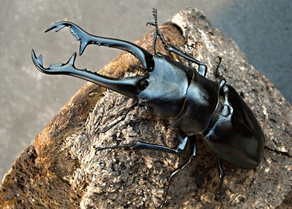 ギラファ ニルギリエンシス | クワレガのブログ