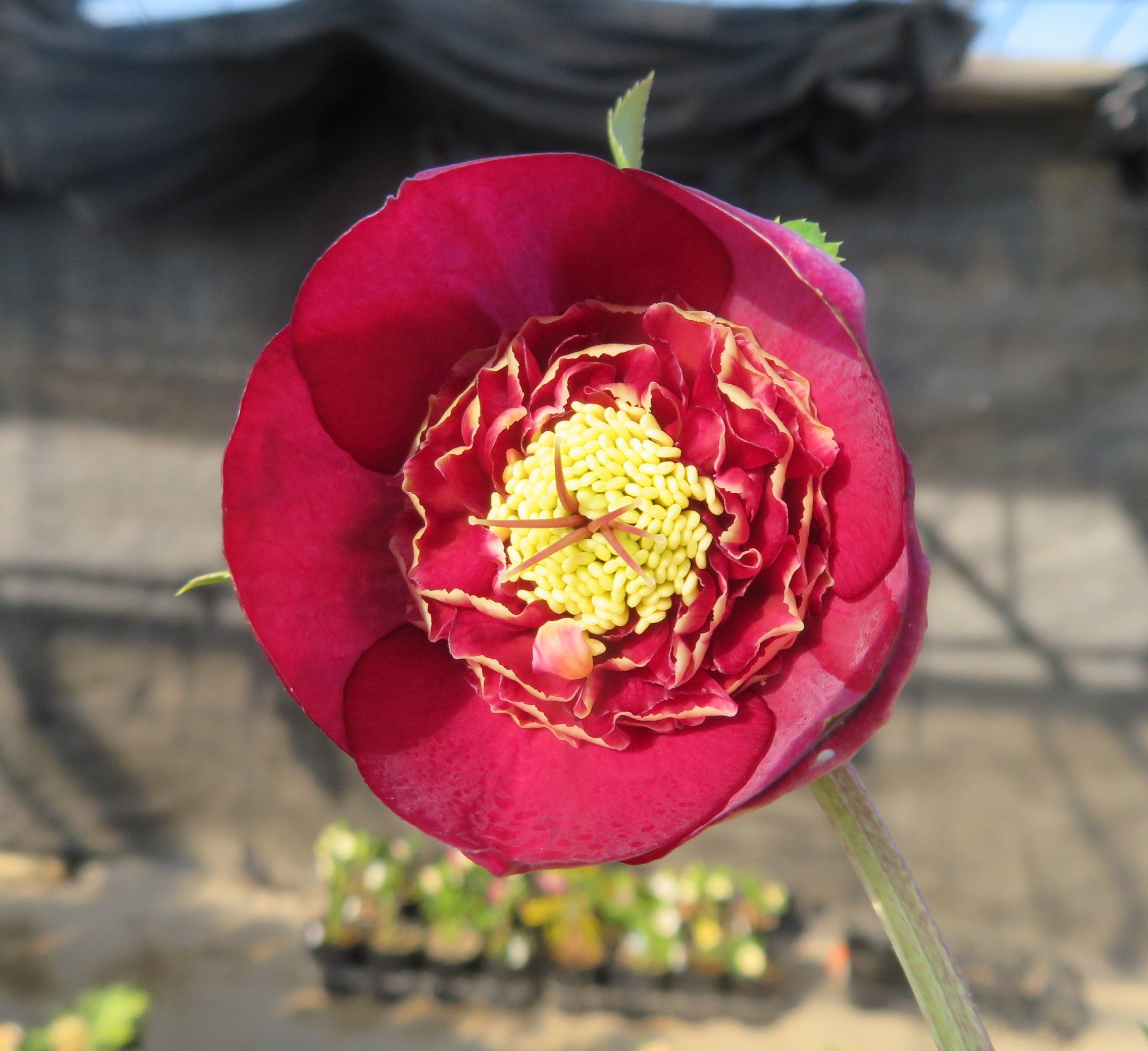 クリスマスローズ 認定キラメキ✩レッドゴールド 加藤農園 加藤農園