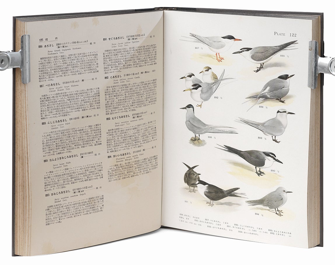 黒田長禮：鳥類原色大図説。小林重三の博物画 | mizusumashi-tei みず