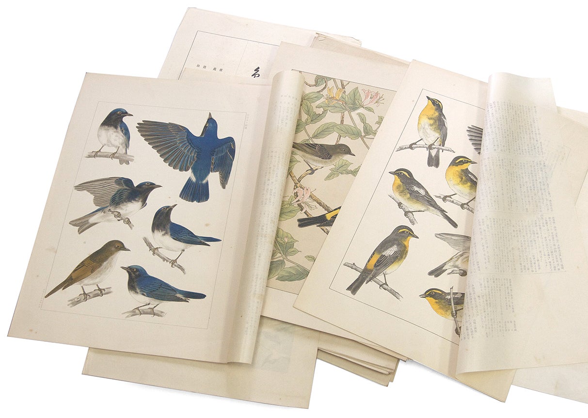 黒田長禮：鳥類原色大図説。小林重三の博物画 | mizusumashi-tei みず