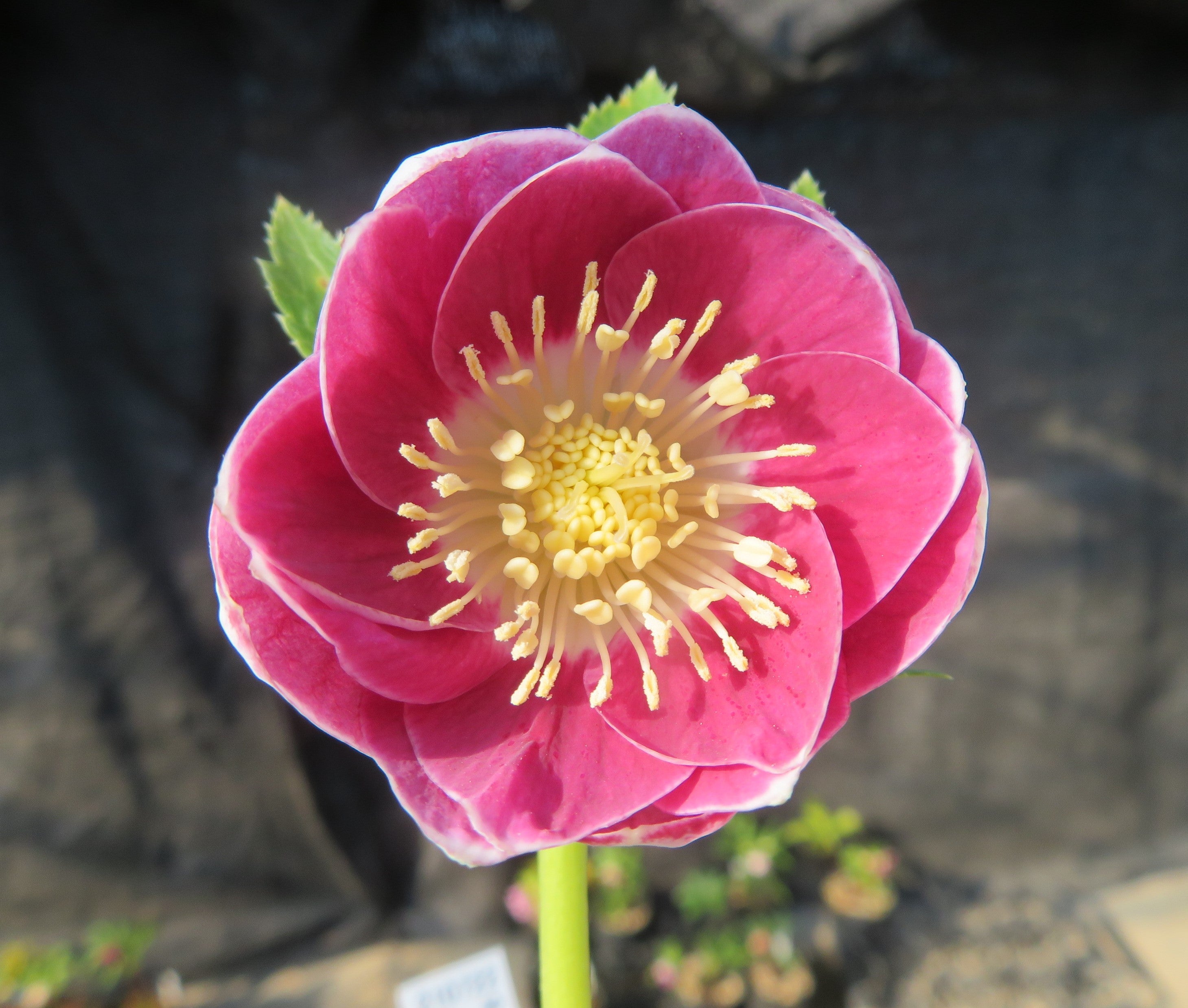 今日のクリスマスローズ 1月24日 ＼(^o^)／ | 加藤農園のブログ