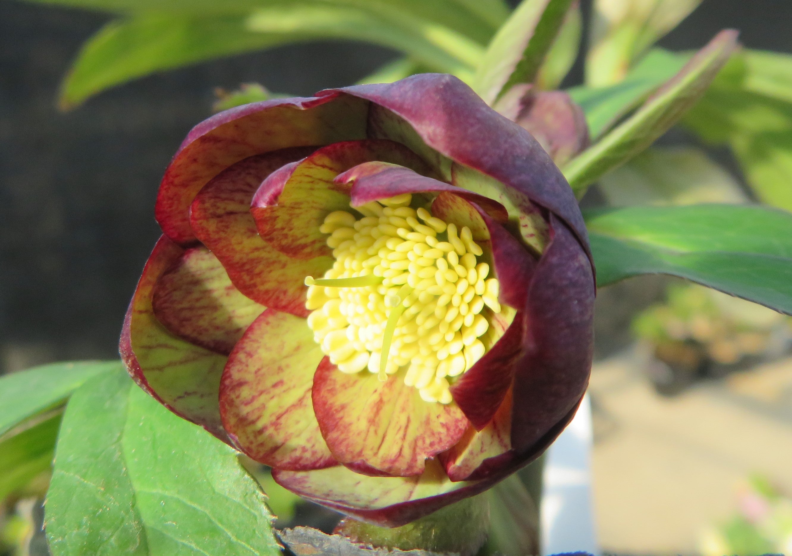 今日のクリスマスローズ 2月4日 (〃▽〃) | 加藤農園のブログ