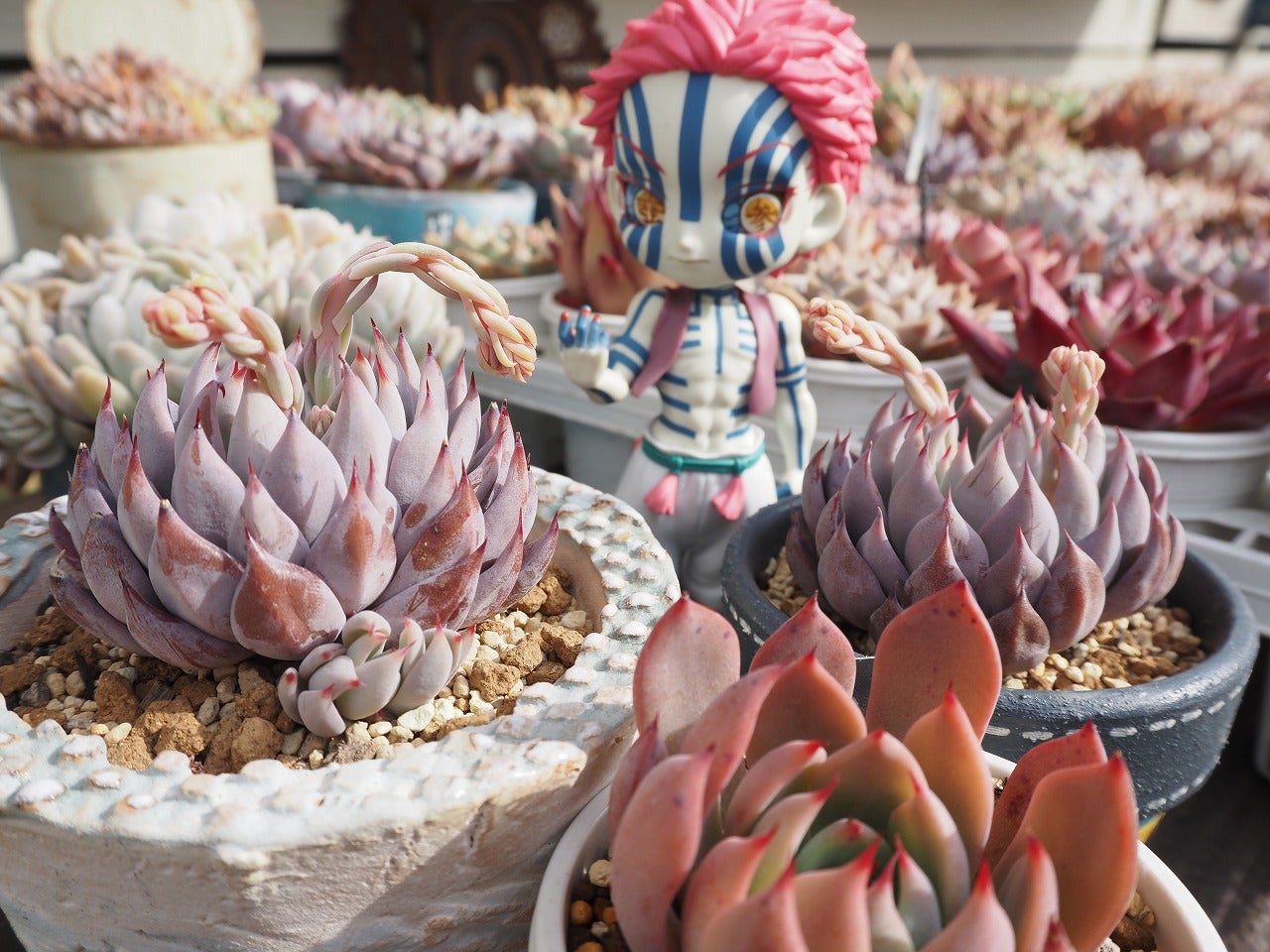 節分！ミックスべリア青鬼・赤鬼 | ブログ版Olive&SucculentGarden