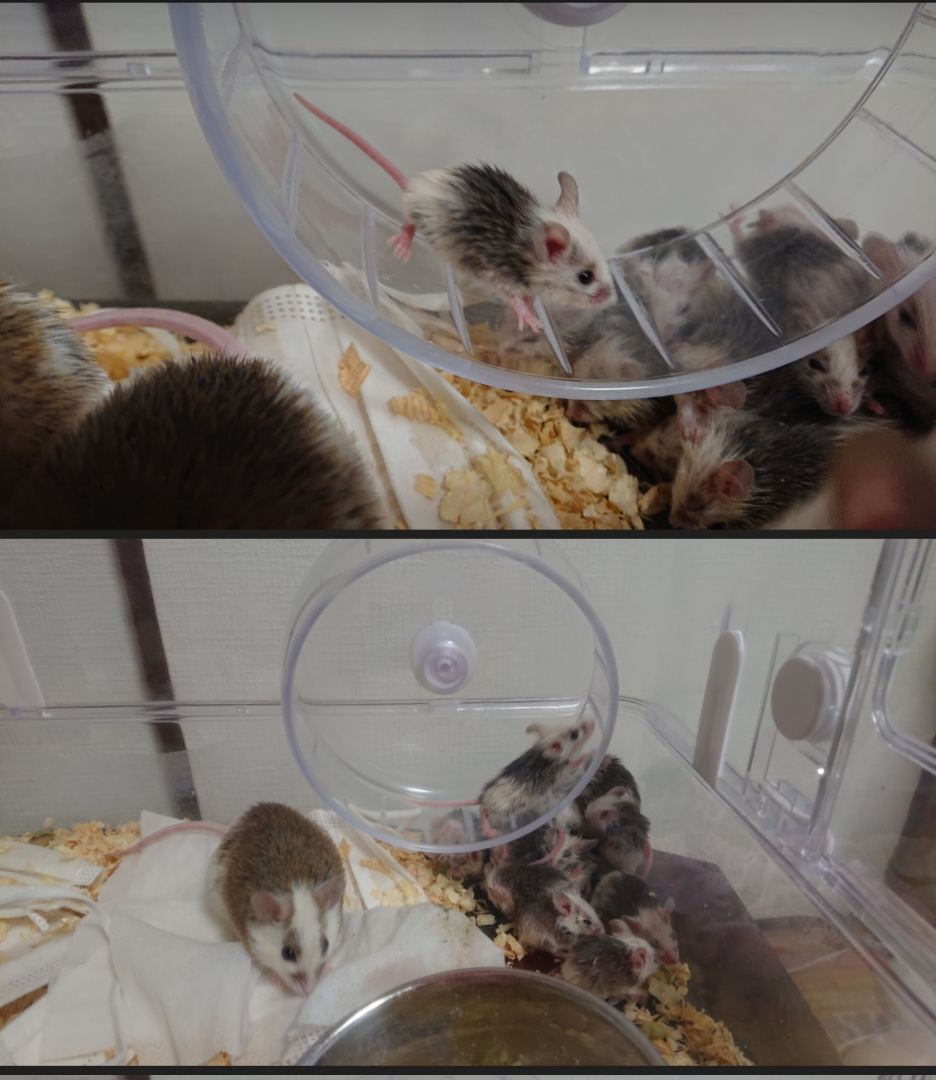 現在の飼育状況 | マウス・ラットの研究所～動物実験しない研究～