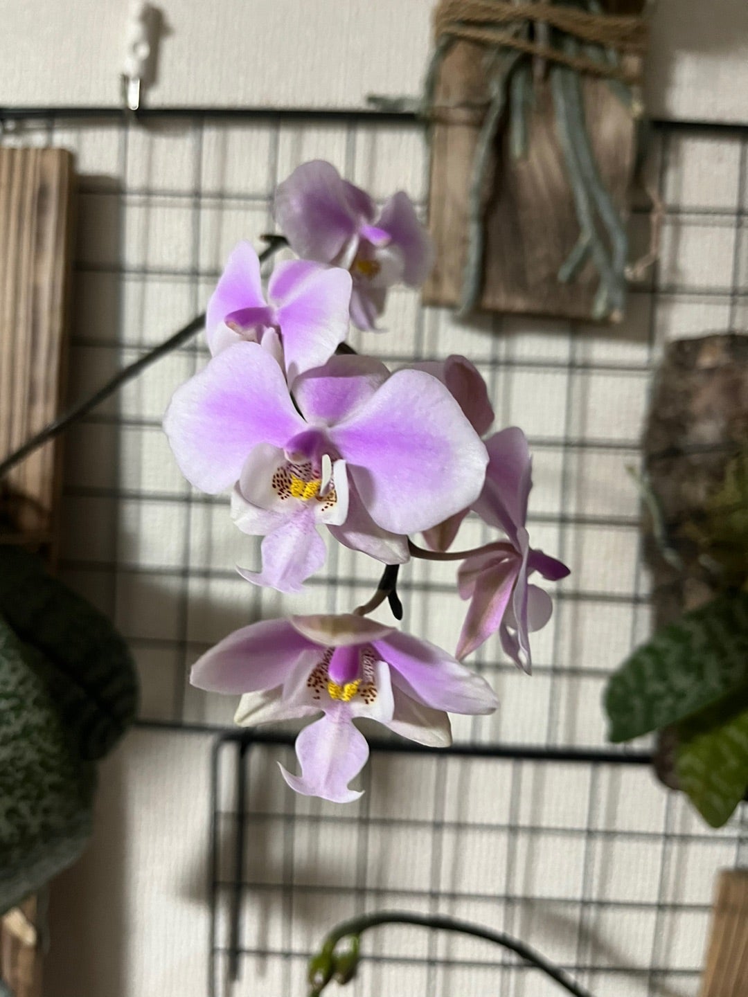 香る胡蝶蘭 シレリアナが咲きました^ ^ | 胡蝶蘭にハマって楽しく色々