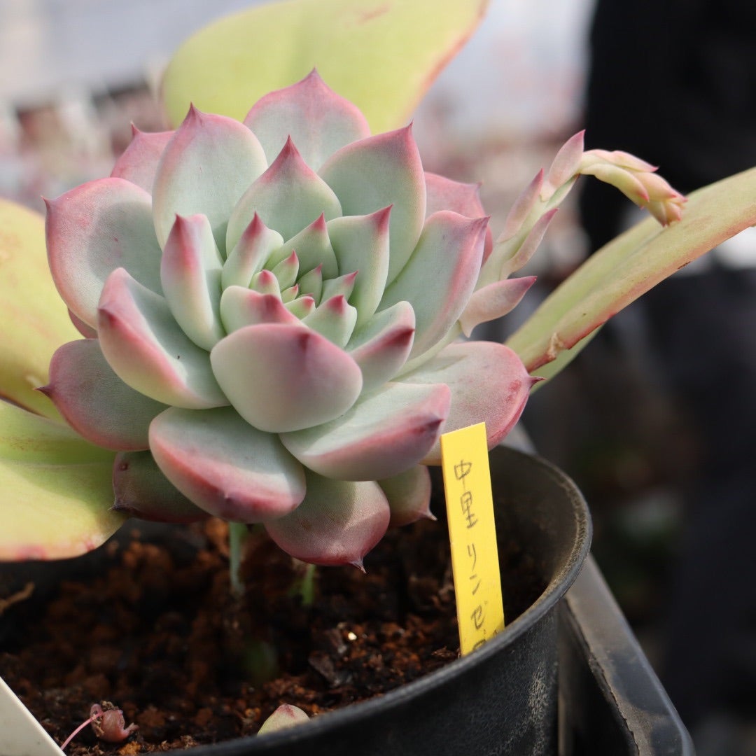 サボテン相談室さんであれこれ | コキリノSucculents Life