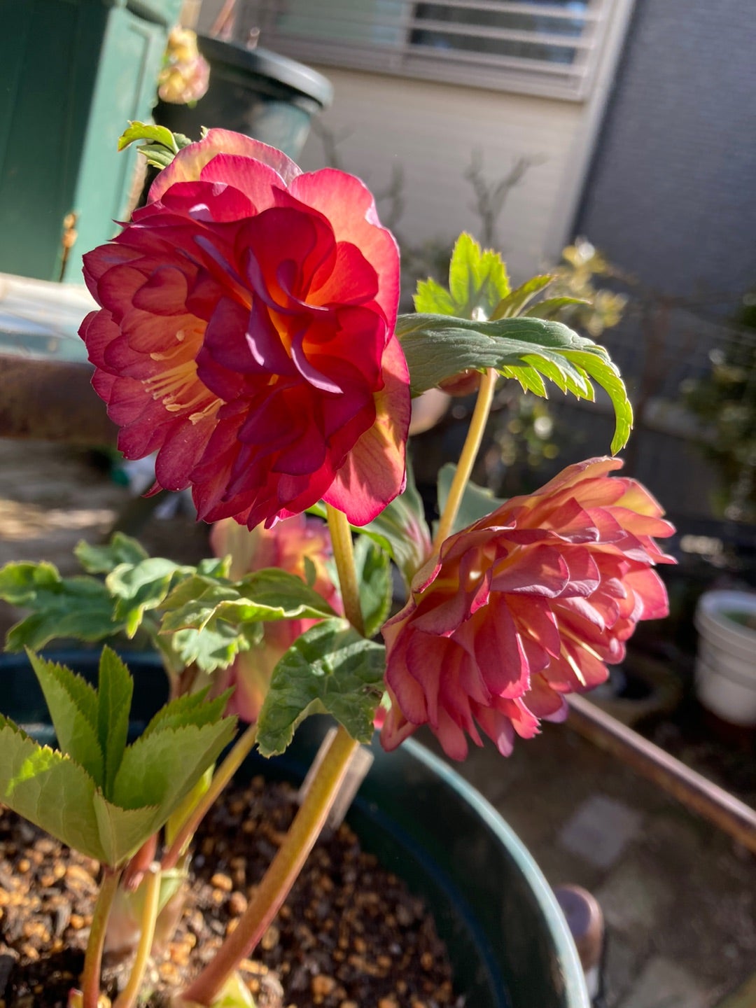 ♪*＊加藤農園で買ったクリスマスローズたち＊*♪ | 小さな庭と