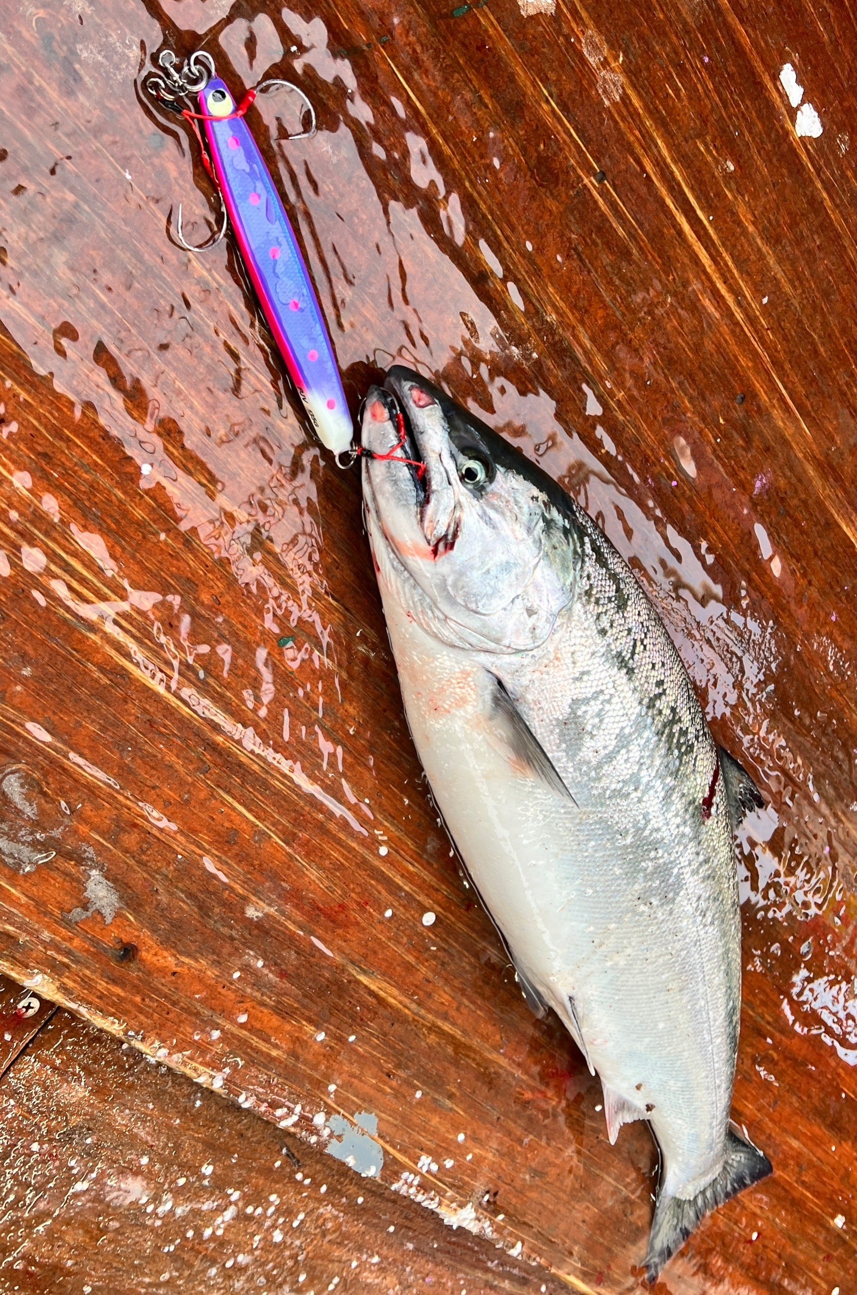 タックルハウス P-BOYジグ 「サクラマスジギングの定番」 | イヴログ2