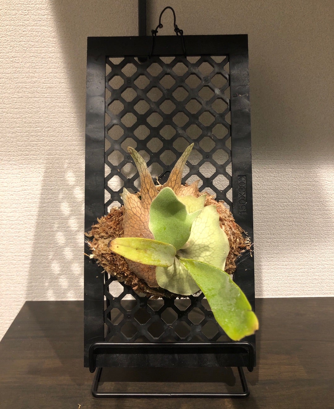 拳王 ビカクシダ板職人 ビカクシダを結束バンドで板付け p.omo