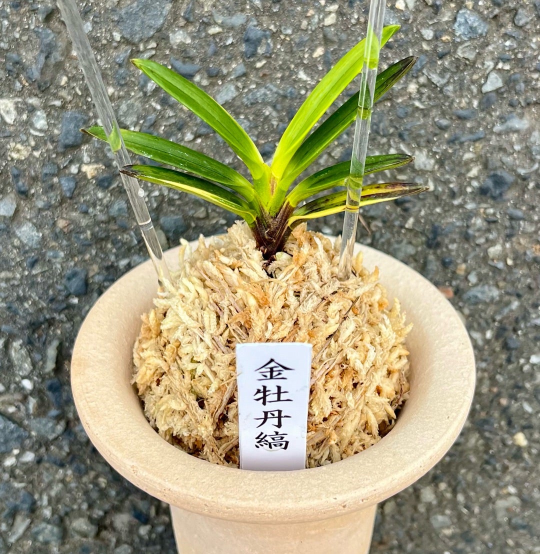 富貴蘭 【金牡丹縞】 | 富貴蘭を楽しんでブログ