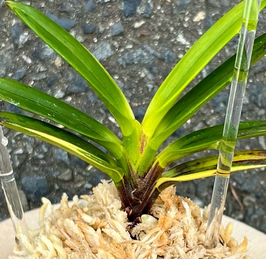 富貴蘭 【金牡丹縞】 | 富貴蘭を楽しんでブログ