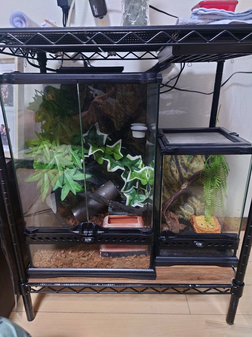 秋といえば… | アラフォー男子のつぶやき