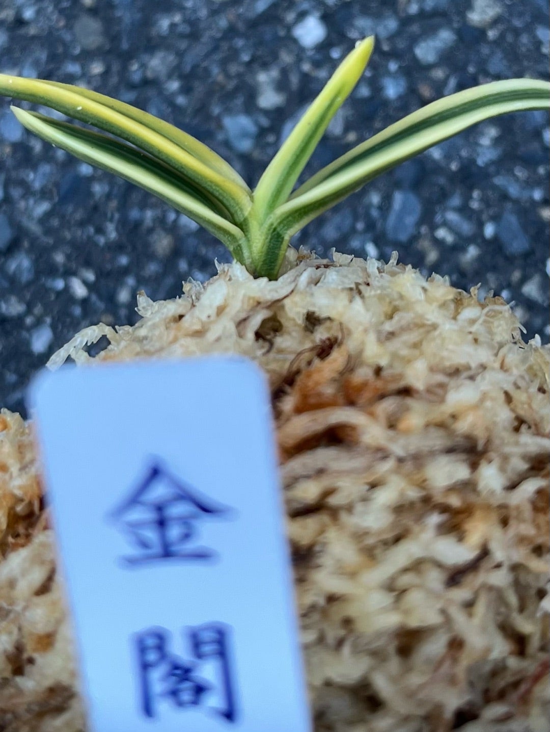 富貴蘭【金閣】 | 富貴蘭を楽しんでブログ