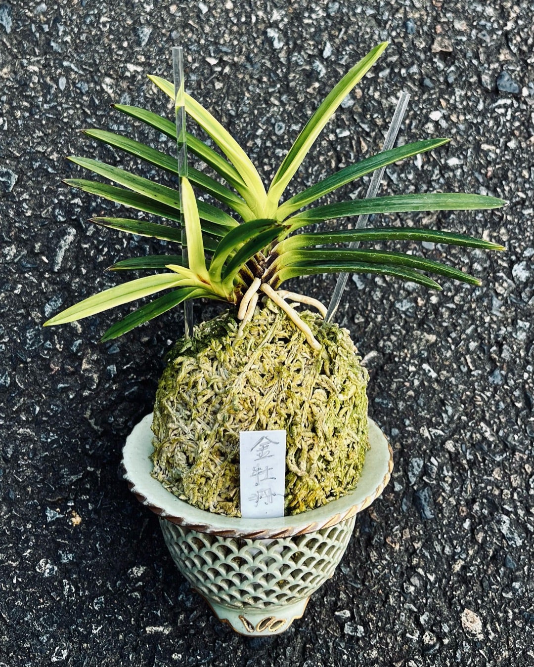 富貴蘭【金牡丹】 | 富貴蘭を楽しんでブログ