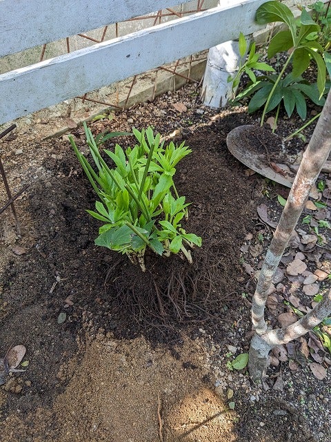 クリスマスローズの株分けと伐採樹で小径のステップ♪ | silkyさんの