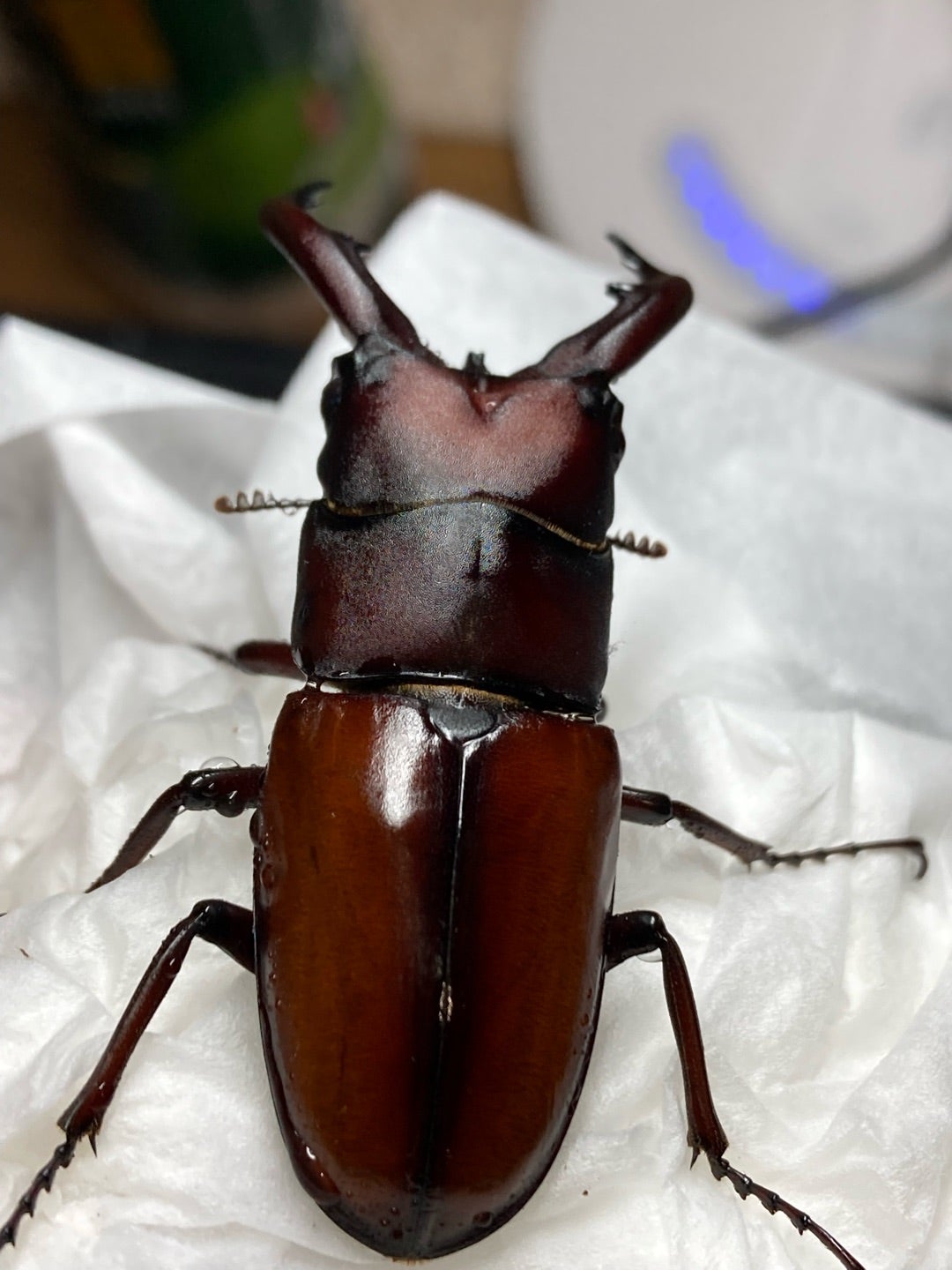 神津島産 ミクラミヤマクワガタ | kuwa-ebblog くわえぶろぐ ＜国内