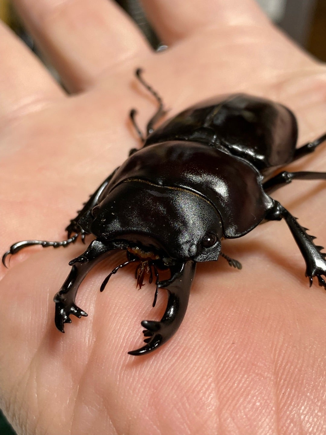 標本の製作します。 | Matilda