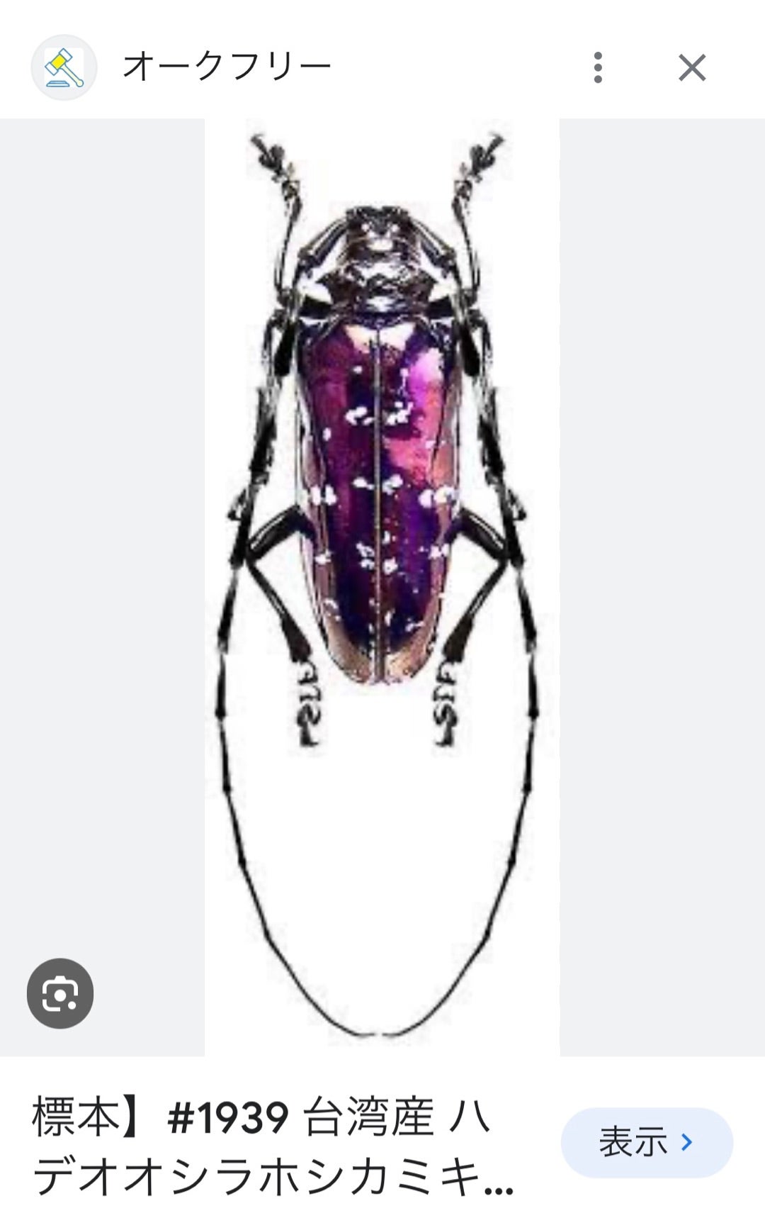 メタリックでカラフルなカミキリムシ | gooniesjapanのブログ