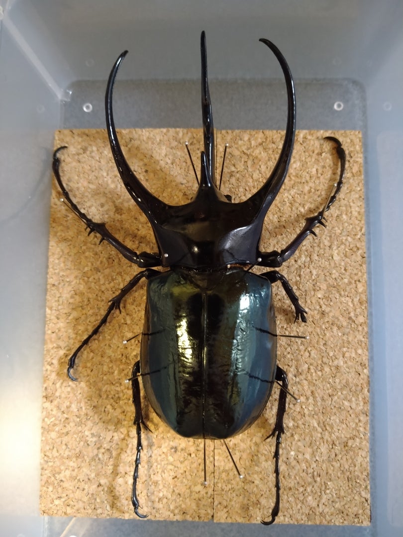 激レア】特大コーカサスオオカブト 128ミリ 死虫 標本 カブトムシ 激