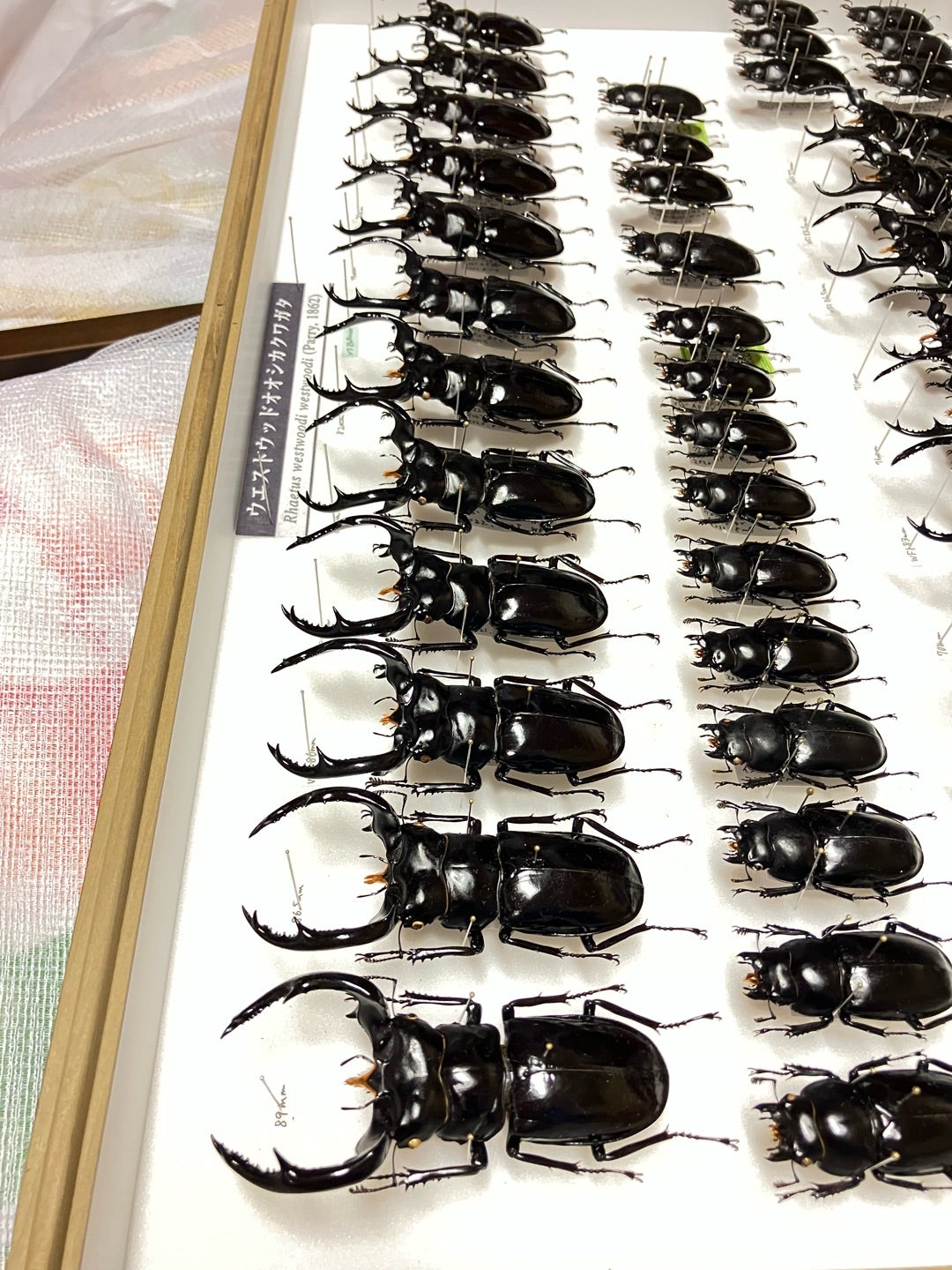 ウエストウッディ標本箱改‼️ | 【FwooD】昆虫標本専門店 ブログ
