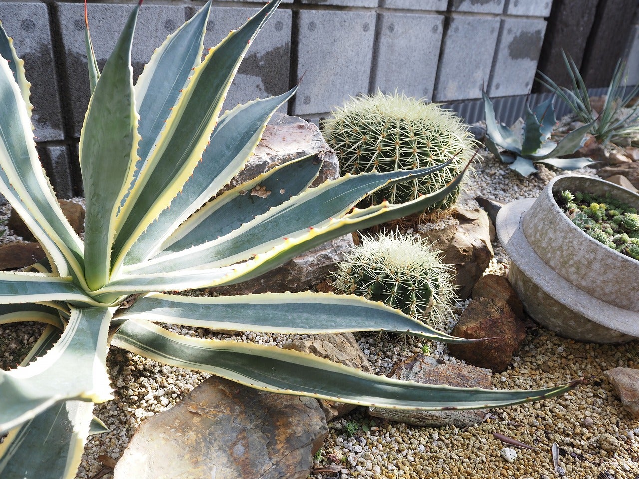 本日特価 アガベ アメリカーナ 特大株 2年半地植え 1m超 送料込み