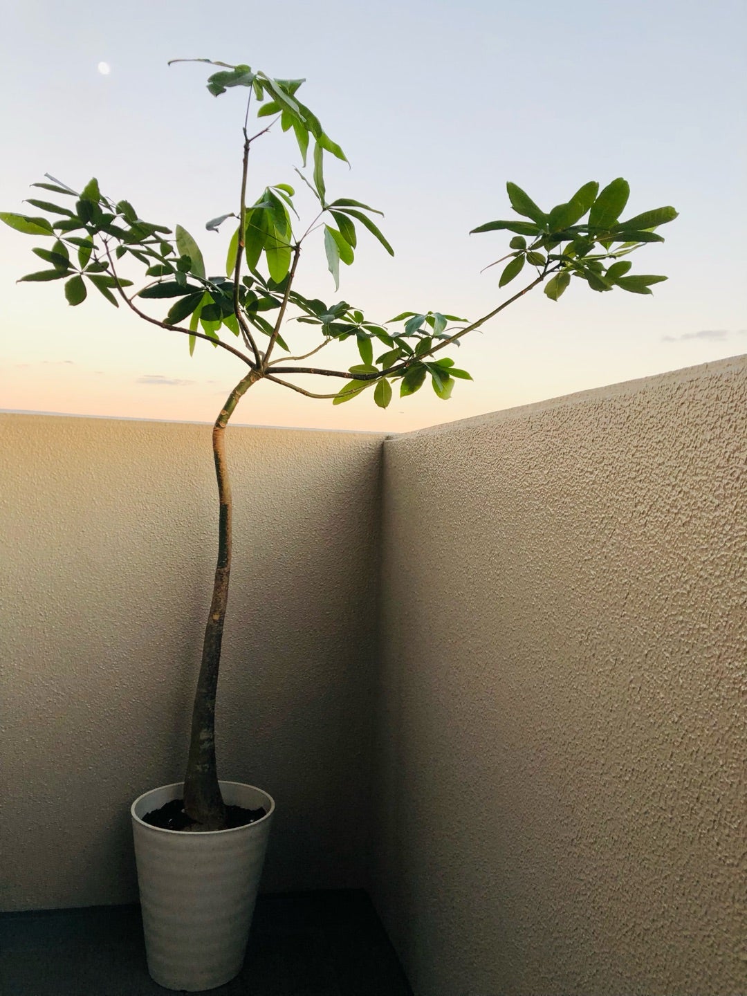 パキラでパラソル | 満花今日