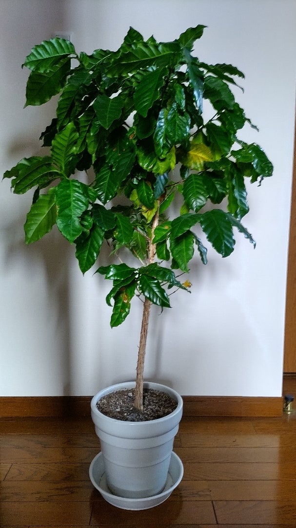 ダイナミックなコーヒーの木 10号 140センチ ダイナミックなコーヒーの