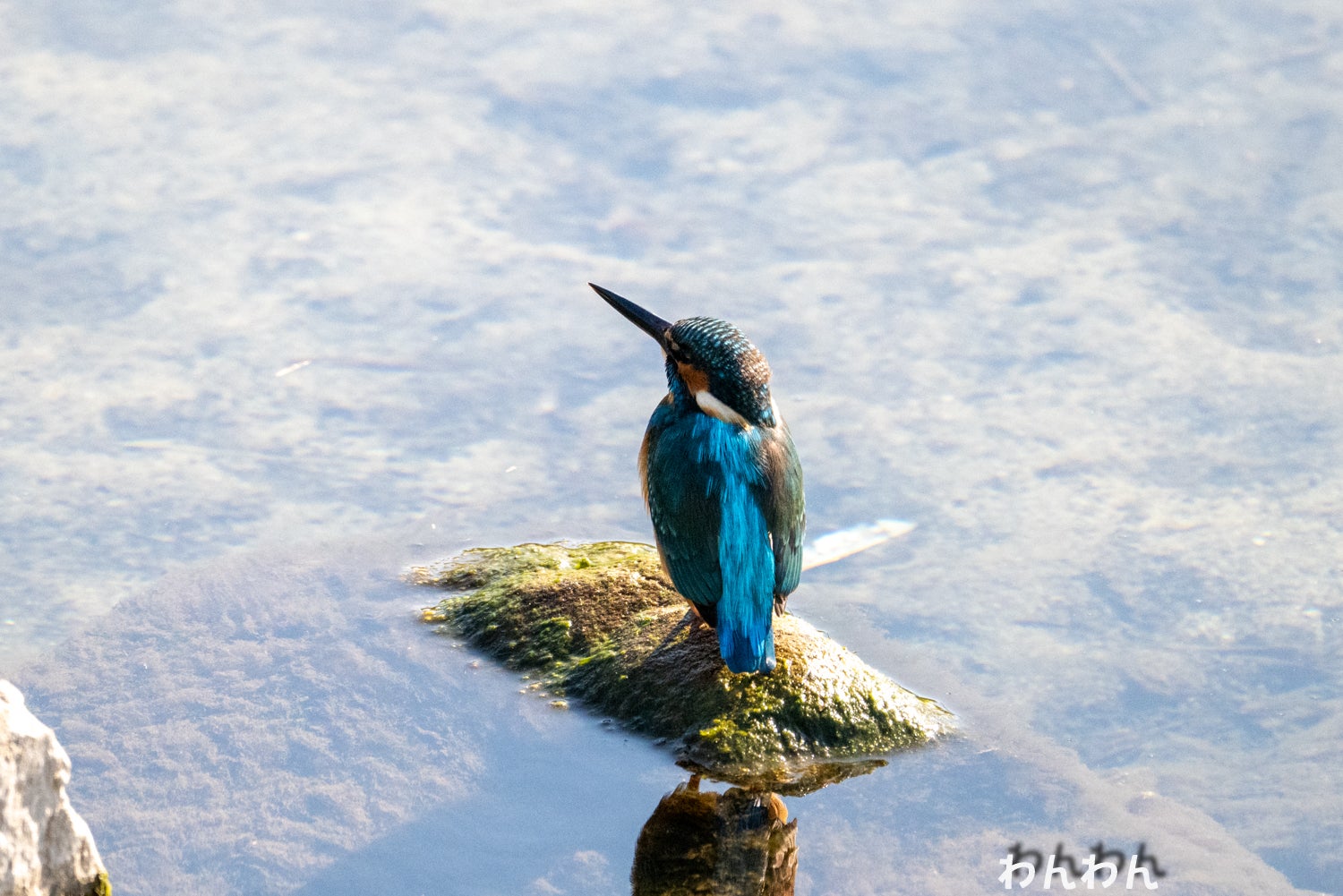カワセミ翡翠】宝満川12/4 「Z180-600」画像が眠い! | 野鳥と遊ぶ