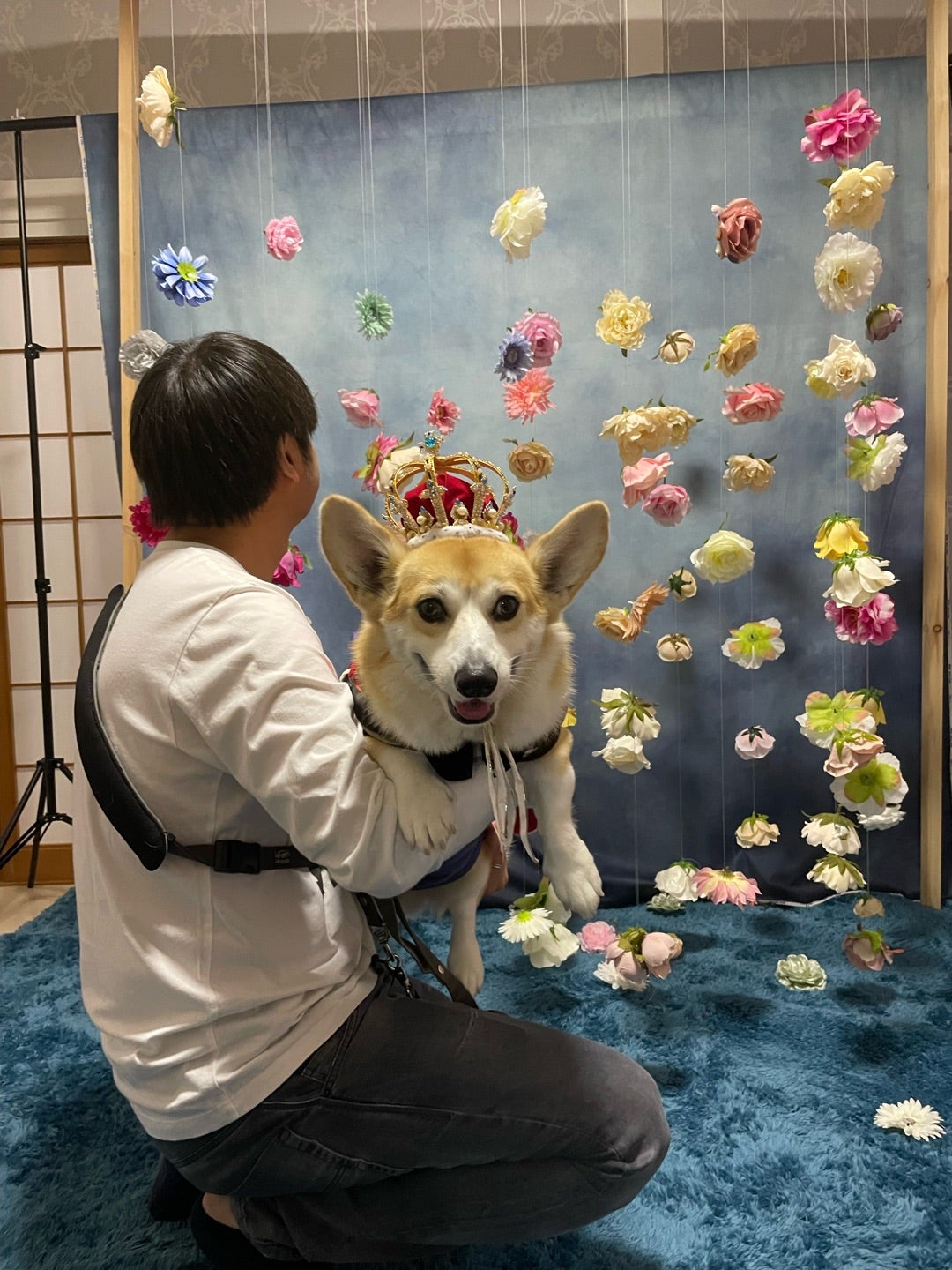 ロイヤルコーギーに変身 | ブログ・エフビーエックス☆コーギーのいる生活