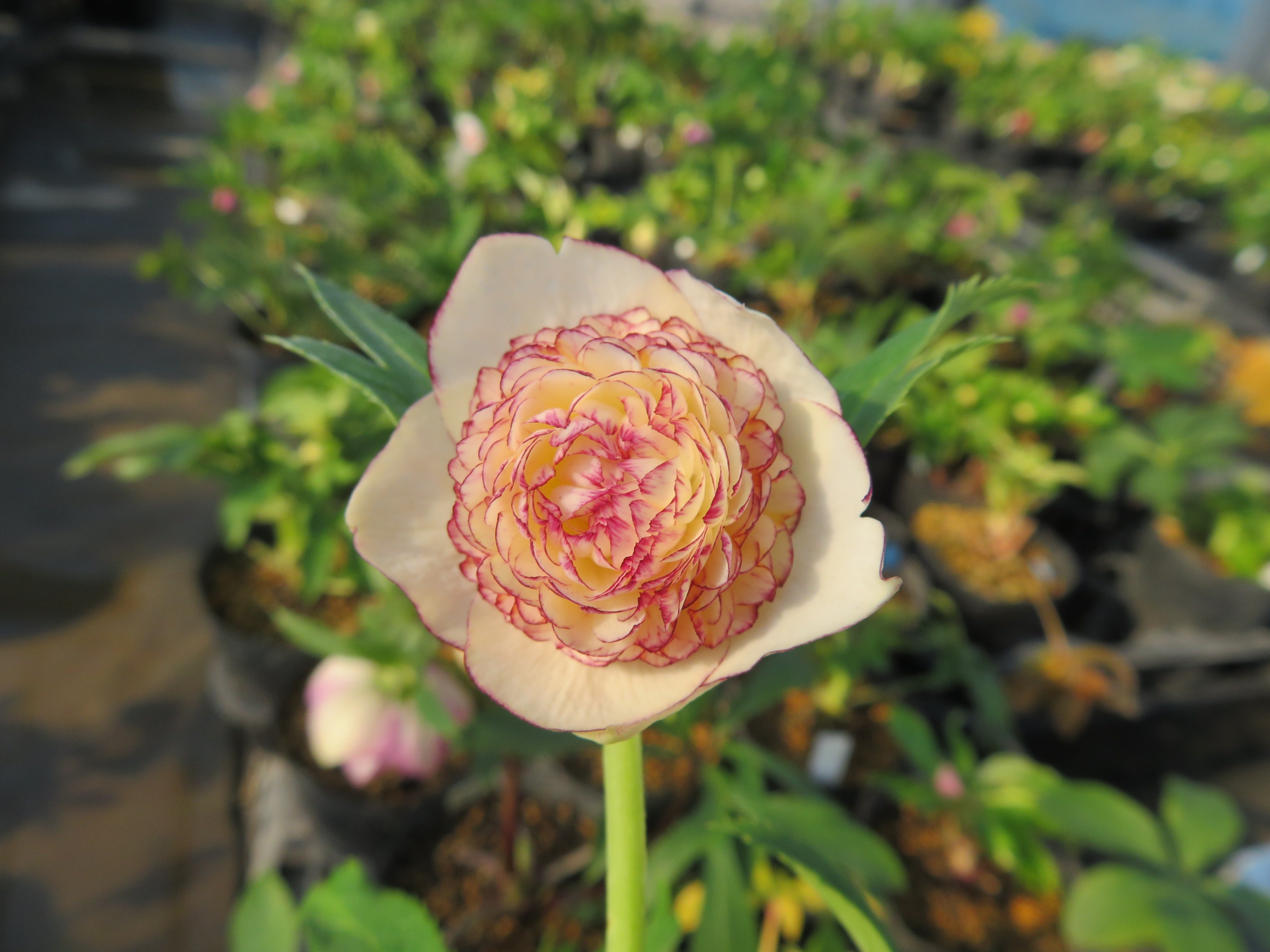 クリスマスローズ 認定ピンクバイカラーモーリー 加藤農園 クリスマス