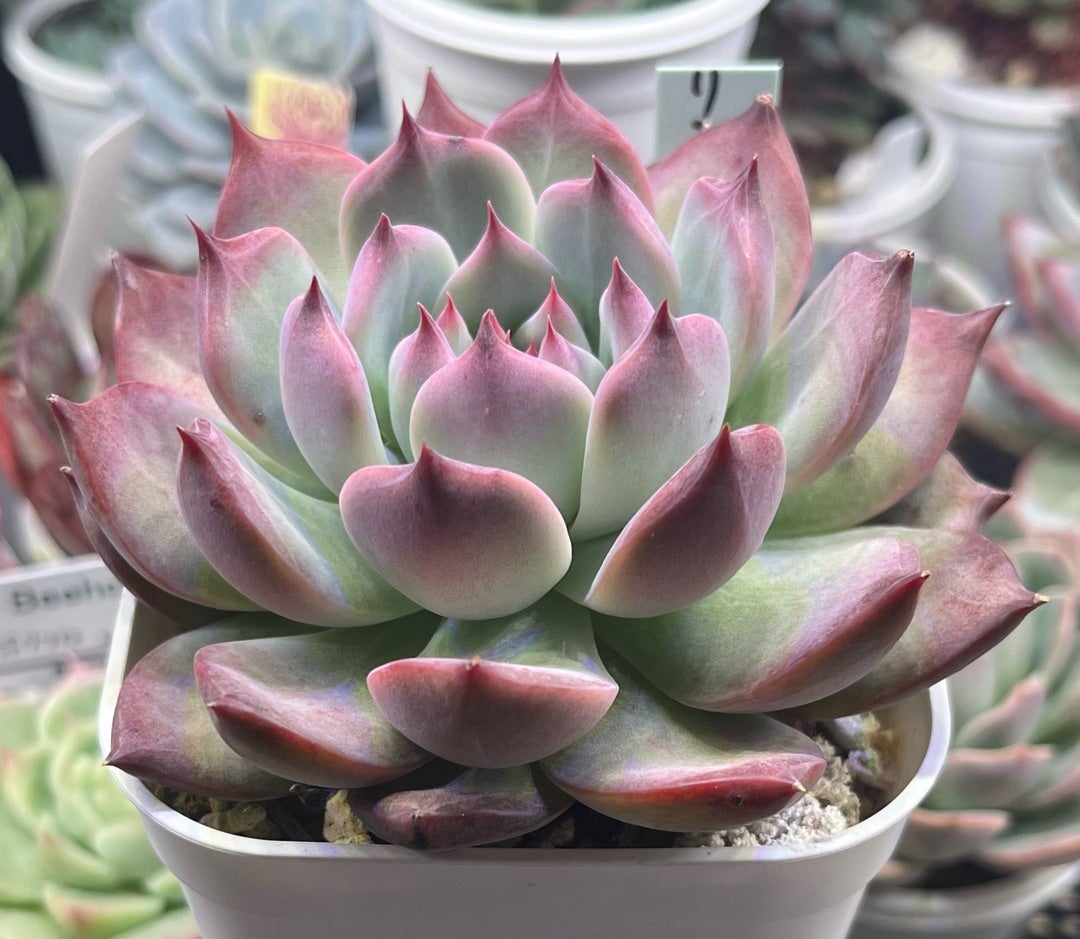 リンゼアナ実生（おらいさん苗）の成長 フリマサイトの闇 | 無職