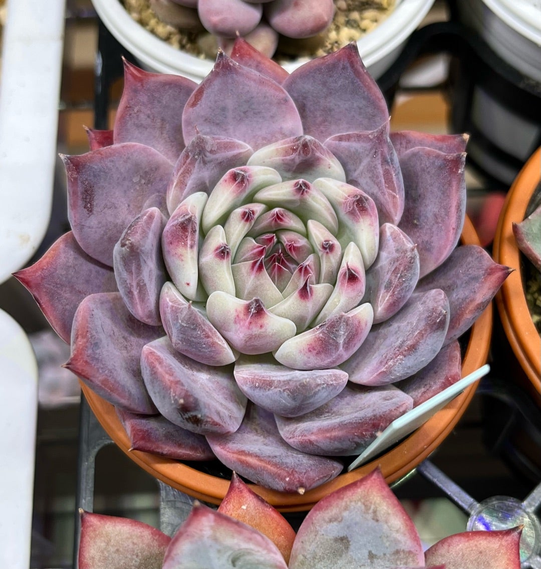 リンゼアナ実生（おらいさん苗）の成長 フリマサイトの闇 | 無職