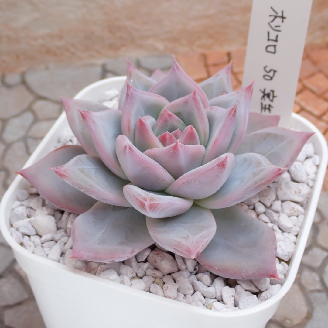 多肉植物 エケベリア オーズプランツ ホリコロ 50 実生 塾生株