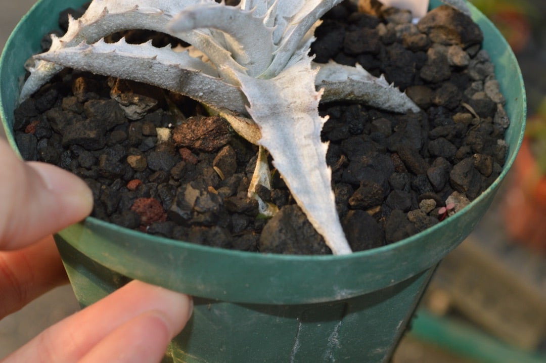 Encholirium pedicellatum(エンコリリウム ペディセラツム)成長記録②