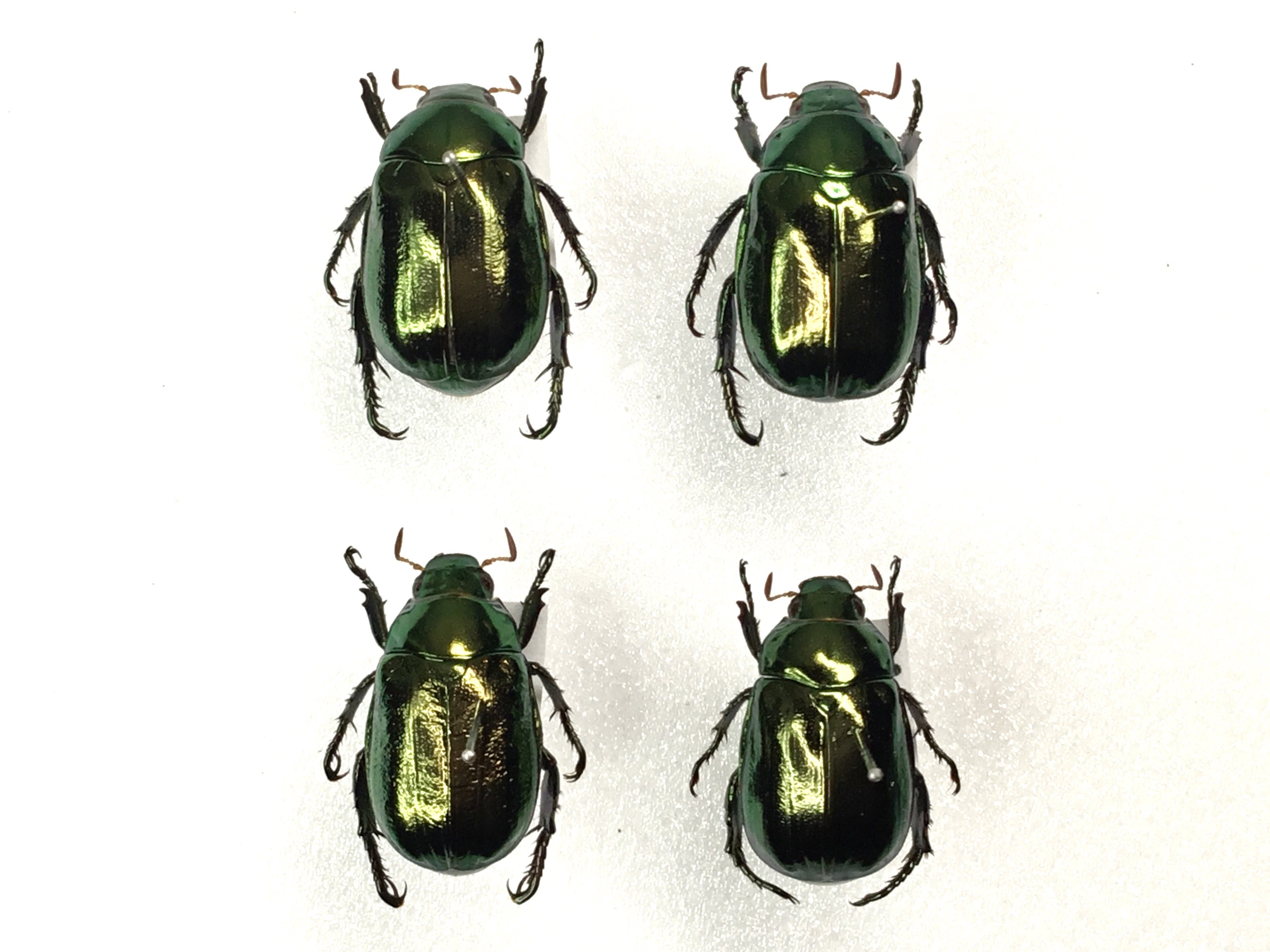 令和5年 コガネムシの標本②】6月・7月採集 | テントモソの虫ブログ